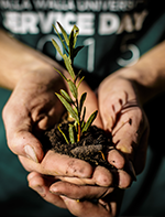 A WWU student plants a tree during the annual service day.